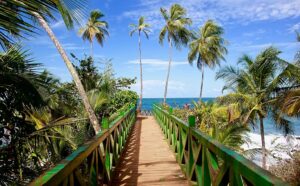 Manzanillo near the water in Costa Rica
