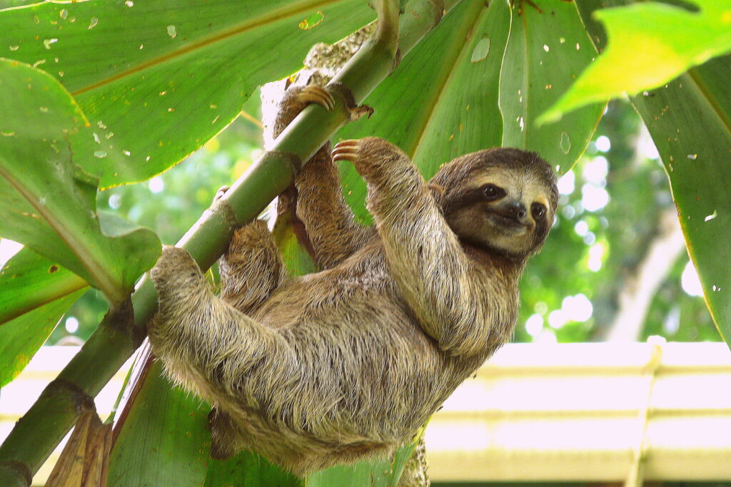 Sloth on a tree close to a little house in Puerto Viejo, Costa Rica.