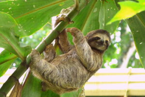 Sloth on a tree close to a little house in Puerto Viejo, Costa Rica.